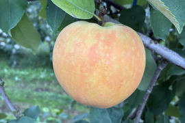 【えぇ！と驚くりんご(*º ﾛ º *)!!】ムーンルージュ 贈答品約3kg