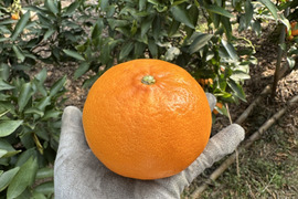もぎたて果実をどうぞ！柑橘の王様せとか(2kg)