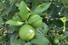 ライム 1kg：慣行