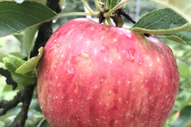 【数量限定】販売再開　葉とらず　千秋　4.5kg