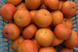 甘柿　富有柿　箱込み約5キロ　京都産