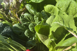 【セットでお届け！】農薬化学肥料不使用キラピカ野菜BOX8品ぴゅあみかんジュース１本