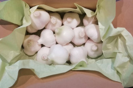 【生にんにく　掘りたて】みずみずしさ凝縮　（500g）おいしさ・ぎゅっと‼　今年2025年6、7月収穫　八ケ岳高原産　個性強烈！生にんにく　予約開始　7月10日お届け終了