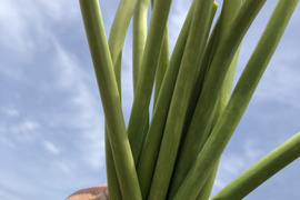 春の風【旬】にんにくの芽　1kg