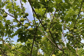 愛知県産 梅 6キロ 6月収穫後発送 2025年6月上旬以降発送】紀州南高梅(完熟梅) 10kg〈Lサイズ