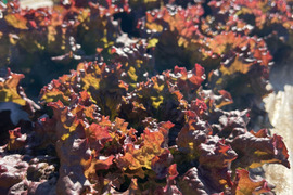 やまの畑・冬の野菜セット Sサイズ（少量サイズ）
