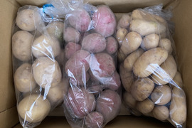 ミニじゃがいも　３種類食べ比べ【キタアカリ＆アンデスレッド＆メークイン】
２キロ箱にタップリ詰めます！