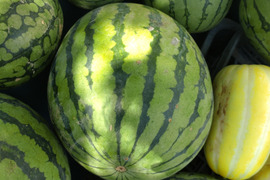 【単品🏣ゆうパック】☆２玉セット☆２個入り☆スイカ🍉２キロ〜３キロサイズ☆小玉☆Sサイズ☆農薬、除草剤、化学肥料不使用🏣ゆうパック