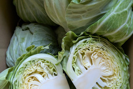 たっぷり小さい初夏キャベツ8個
