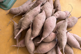 【自然栽培•農薬や肥料に頼らない・さつま芋•紅はるか】Sサイズ3キロ