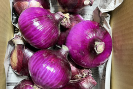 【鮮やかな彩りとやさしい甘み】京都産 レッドオニオン1.5kg（５～６個）