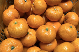 甘さしっかり！瀬戸内育ちの樹上熟成 大津みかん