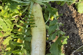 有機栽培 JAS認証 訳あり 総太り大根【葉っぱ付き】 1本 石川県産