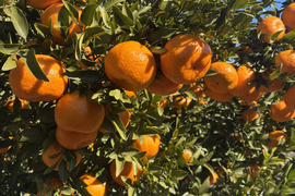 静岡県産　濃厚完熟みかん【ポンカン】4.5ｋｇ　（M〜2L混合）