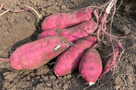 【予約販売】訳あり 紅はるか ５kg