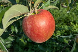 甘さが際立つつがる（自家用）3㎏