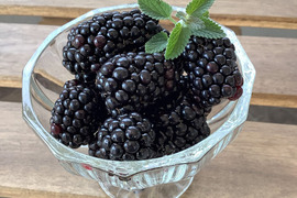 最終特価品【ジャム作りに最適！】冷凍ブラックベリーお値打ち加工用（500g）