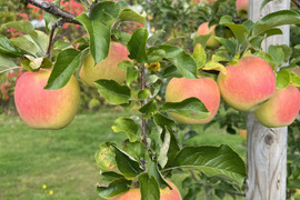 【限定】青森県産ぐんま名月🍏５kg 16〜18個入り　家庭用