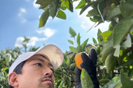 ついパクパク食べちゃう有田みかん3kg！糖度11度〜