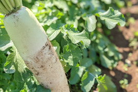 【選べる】オーガニック野菜セット(6品)