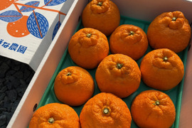 完熟★不知火　愛媛県産　贈答用３キロ