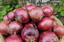 お試し用　
サラダなどの彩りに紫玉ねぎ　2.5kg(2S～Mサイズ）
