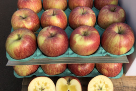 🍎【予約開始】5キロ🍎幸せの完熟葉とらずふじ16玉～24玉 青森りんご リンゴ