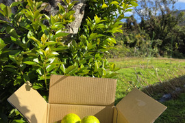 限定販売‼️八丈島産有機レモンサービス品　1キロ