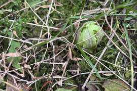 旬です！蕗味噌。ご飯のお供。栄養満点！120g〜140g