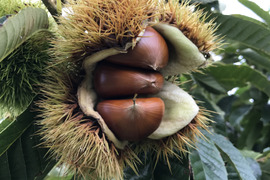 高級ブランド栗！　小布施栗　特選（２Ｌ・３Ｌ混合サイズ）　計り売り１ｋｇ単位