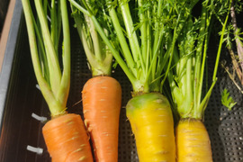 🥕💛食卓がパッと華やぐ！【彩り2色】オレンジ×黄色の葉付きニンジン食べ比べ約2kg｜食卓が華やぐカラフル野菜｜農薬・化成肥料不使用🥕💛