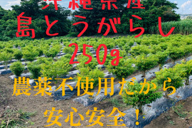 【激辛注意！】沖縄県産島とうがらし 250g