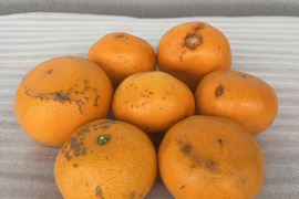 愛媛県産 訳ありせとか10kg