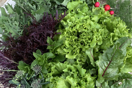 ✴︎サラダ好きさんに！モリモリ旬のサラダミックスセット✴︎農薬不使用！