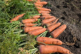 お子様も喜ぶ！濃くて甘い冬ニンジン　約1.9kg  福岡産
