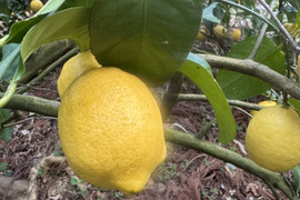 農薬不使用　レモン2ｋｇ箱込み
和歌山県産　ユーレカ【防腐剤・ワックス不使用】