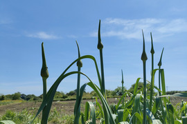 この時期だけ【春の味覚　第４弾　ニンニクの芽】　１キロ　普通のニンニクよりぶっ太いジャンボニンニクの芽　　　だから食べ応え十分　今しか味わえない旬のニンニクの芽をお楽しみ下さい！！