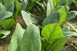 当園いちおし!葉物野菜 3品目以上計8袋<ギフトにも>