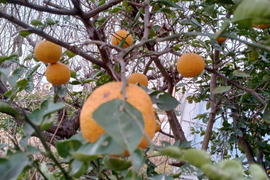 大人のカボス鍋セット🍊🍊✨✨✨あったかいんだからぁ✨✨ばぁばのモノスゴイ野菜😋❗❗✨✨✨