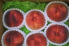 若桃加工用12キロ 加工用山梨県産 摘果桃(若桃) 12kg - メルカリ