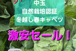 【朝どれ】科学農薬、肥料、堆肥不使用
　水分たっぷり冬越し春キャベツ２キロ前後