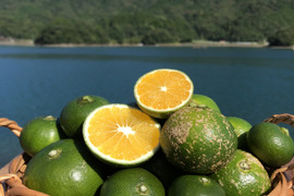 箱込み500g グリーンみかん 栽培期間中に農薬、化学肥料不使用