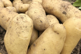 ★おまけ付★ 旬な新 じゃがいも 晴れの国 岡山産 メークイン 2.5Kg ホクホク ジャガイモ