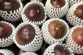 大分県玖珠郡産パッションフルーツ・リリ恋【6～8個、贈答・ご自宅用】