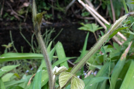 葛の新芽　天然　山菜　約100-150ｇ程度　サイズバラバラ