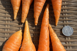 超訳あり品【農薬・化学肥料不使用】自然農法で育ったミニ夏にんじん 10kg