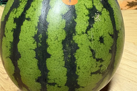 シャリ甘すいか！あきた夏丸（ご家庭用）8㎏以上