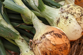 【おまかせ】有機JAS!野菜セット(9品)