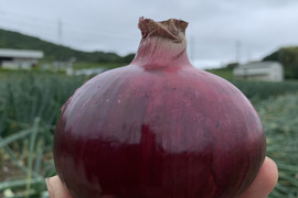 レッドオニオン4kg❣️シャーロットオニオン　新玉ねぎ　サラダ玉ねぎ