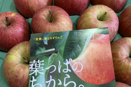 ※葉取らず栽培りんご※~🍎青森より直送🍎~ 『葉取らず蜜入り完熟サンふじ』ハネ(規格外品)3Kg 9個から11個入り